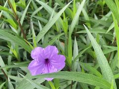 -荔枝公园(福田区)