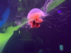 -瑞普利水族馆