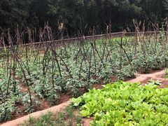 -延安杨家岭革命旧址