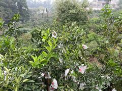 -樱桃山旅游景区