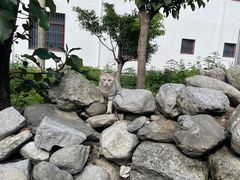 -挖色菜香园(大理店)