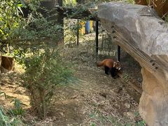 -鸡鸣汤包(红山动物园店)