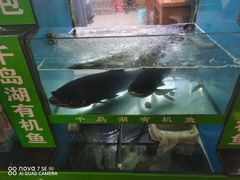 -全乐鱼馆·淳牌有机鱼直营店