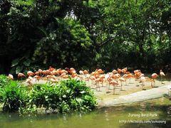 -新加坡飞禽公园