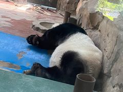 -成都动物园