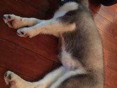 -暖阳宠物医院·犬猫康复中心·骨科