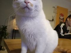 -平行世界·猫咖(首经贸店)