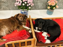 -喜洋洋宠物医院(震川路总店)