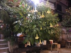-马帮菜馆·美味野生菌