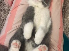 -猫大福·Fortune Cat猫舍(百子湾店)