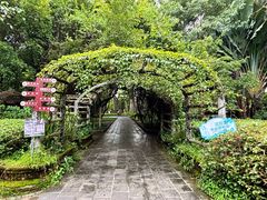 -瑞丽独树成林风景区