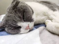 -瑞派康怡24h宠物医院·犬猫医疗中心·微创绝育(瑞景分院)
