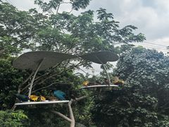 -新加坡飞禽公园