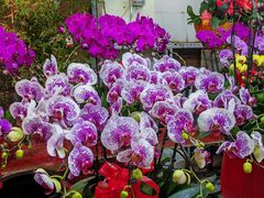 -花鸟鱼虫鲜花绿植市场(玉泉路店)