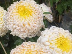 -贵州省植物园