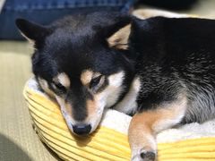-逗柴咖啡屋·狗咖猫咖宠物桌游