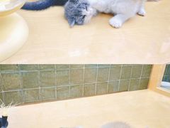 -帕帕拉兹宠物(亚洲旗舰店)