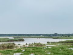 -盐城丹顶鹤湿地生态旅游区