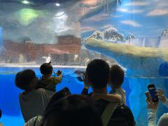 -海合安成都极地海洋公园