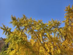 -千年银杏谷文化旅游区