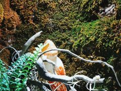 -野菌皇海景野生菌火锅(滨海大道店)