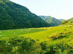 -狮子沟牧场