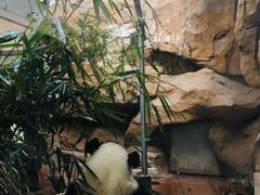-成都动物园
