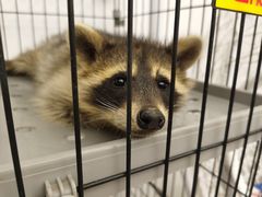 -浣熊柯尔鸭土拨鼠·电玩咖