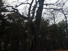 -高尔山公园