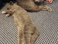 -瑞鹏宠物医院·爱宠堂·骨外专科(西荷分院)