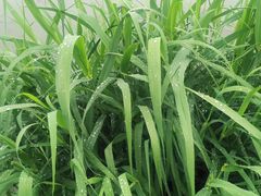 -鹤之乡·齐齐哈尔烤肉·非遗(秋涛路店)