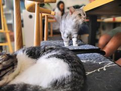 -平行世界·猫咖(首经贸店)