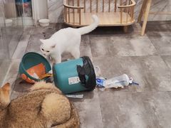 -楼上猫咖(罗湖店)