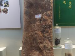 -广东中医药博物馆