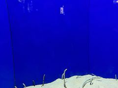 -上海海洋水族馆