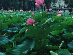 -四川大学(望江校区)