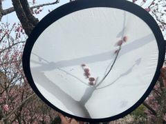-无锡梅园公园