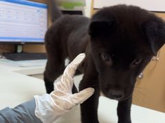 -瑞派康怡24h宠物医院·犬猫医疗中心·微创绝育(瑞景分院)