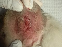 -贝康宠物医院·犬猫全科·小动物特色诊疗中心(东环路店)