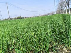 -嘉北郊野公园