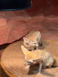 -Zoolung Zoolung动物主题公园(海信广场店)