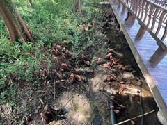 -溱湖国家湿地公园