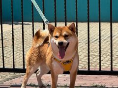 -趣玩宠物乐园寄养训犬训狗游泳池