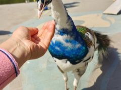 -西双版纳原始森林公园