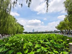 -莲花池公园
