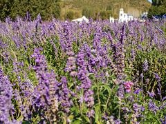 -紫海香堤香草艺术庄园