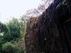 -趵突泉景区