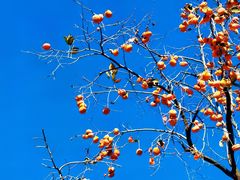 -国家图书馆·古籍馆