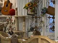-共舞时光猫咖·狗咖(新街口店)
