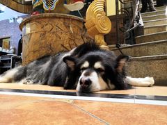 -more than meow吴止猫主题餐厅(承德 中船汇店)